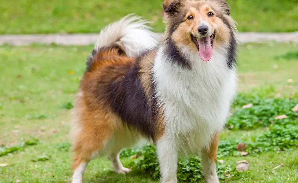 Cão Pastor de Shetland em pé em gramado