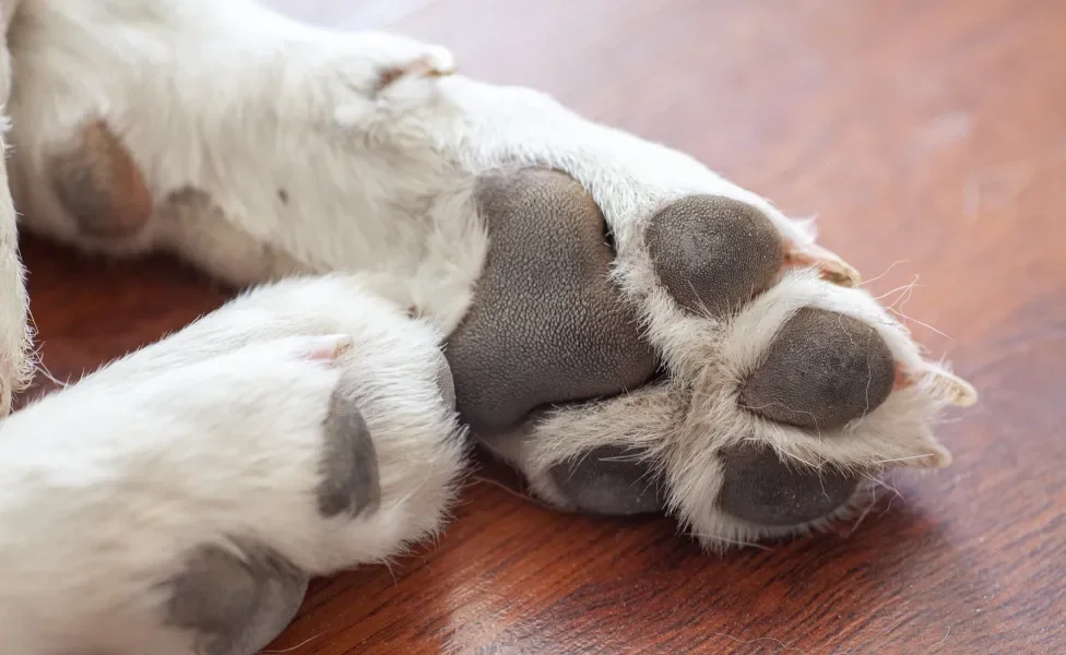 Patas de cachorro em close