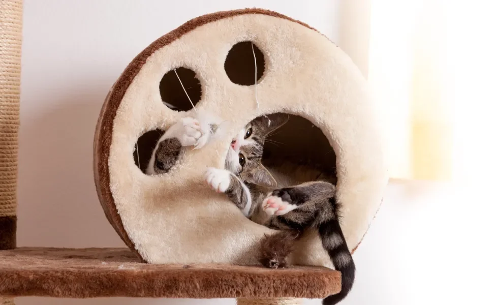 Gato brincando em um arranhador de gatos