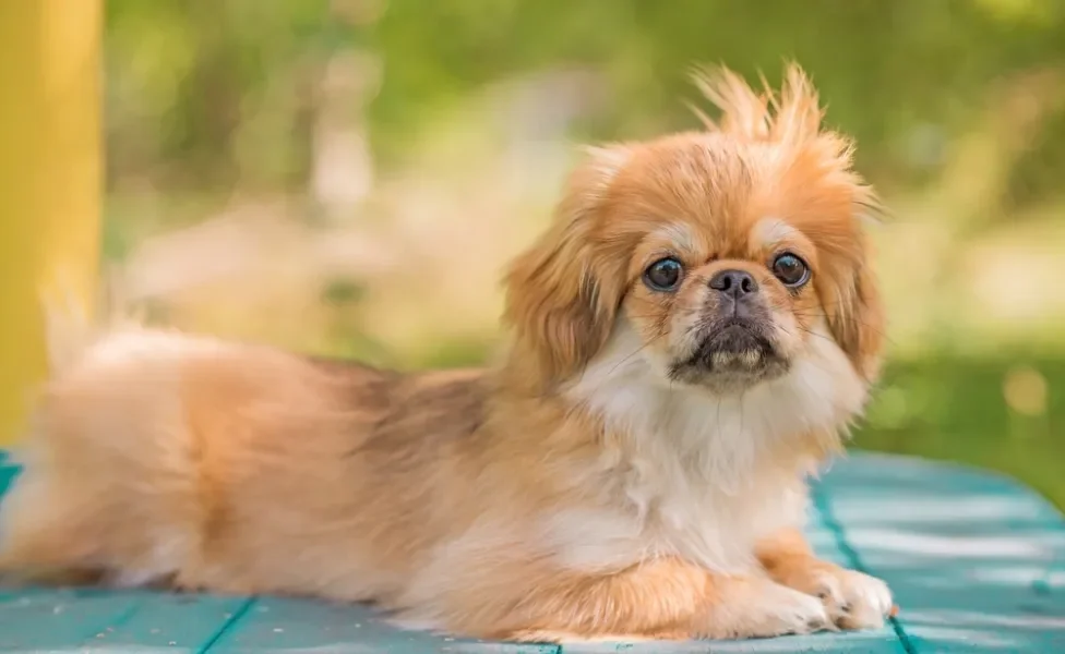 cachorro pequinês em cima da mesa