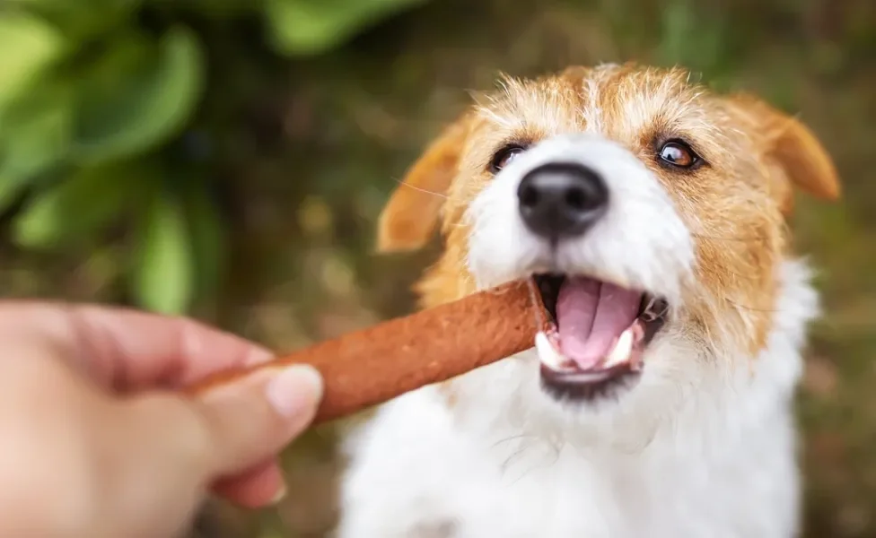 cachorro comendo petisco para cachorro