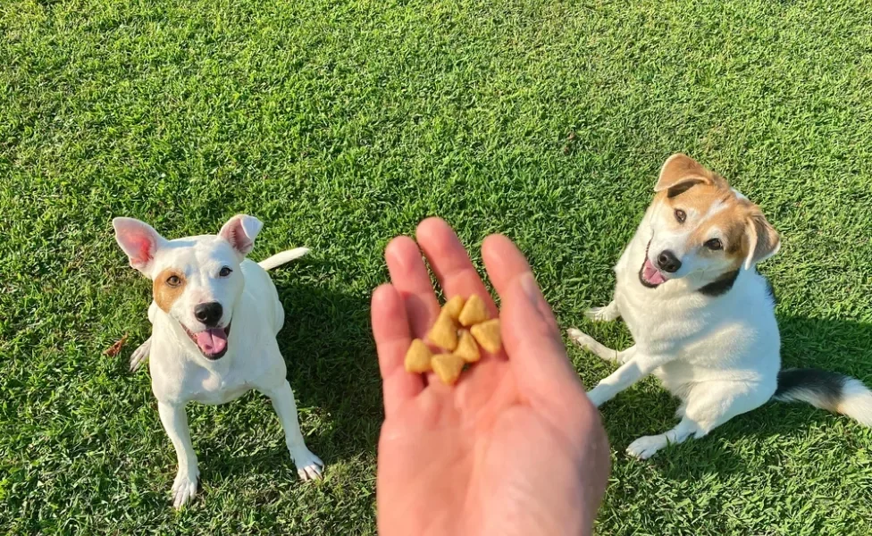 tutor oferecendo petiscos para cachorros
