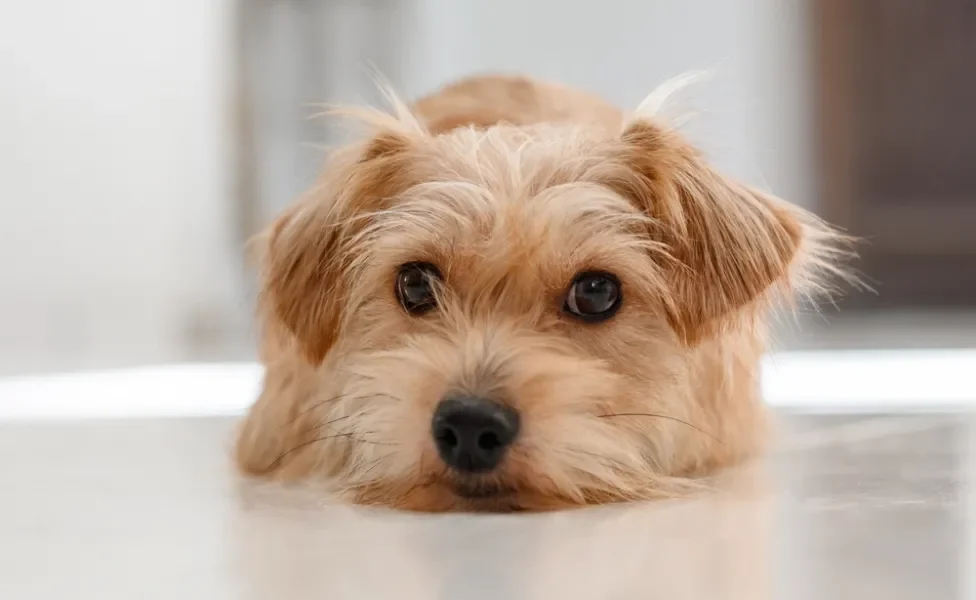 picada de escorpião em cachorro: cão deitado
