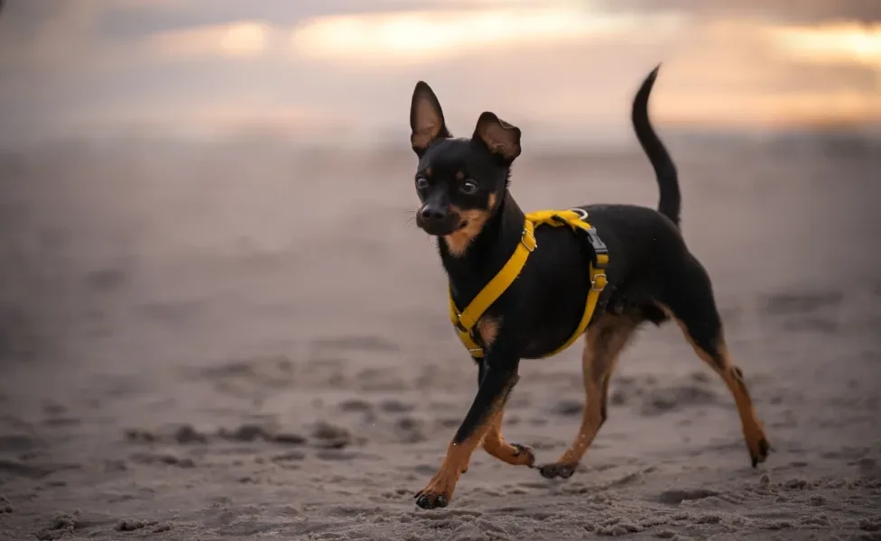 Cão Pinscher preto andando em areia com coleira amarela