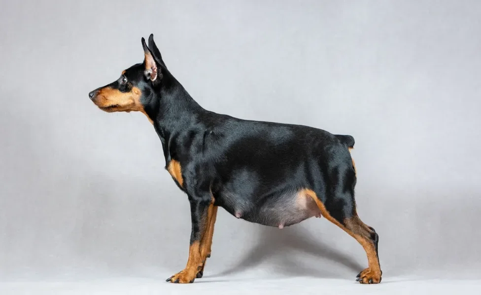 Cadela Pinscher preta grávida de perfil