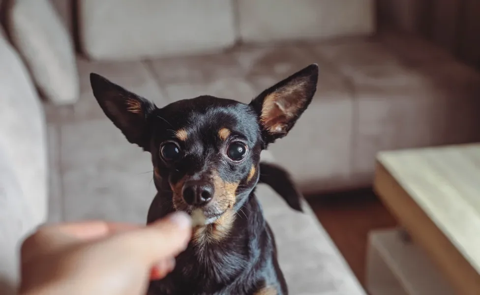 Cãozinho Pinscher preto recebendo alo da mão de humano