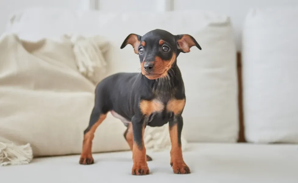 cachorro pinscher em cima do sofá