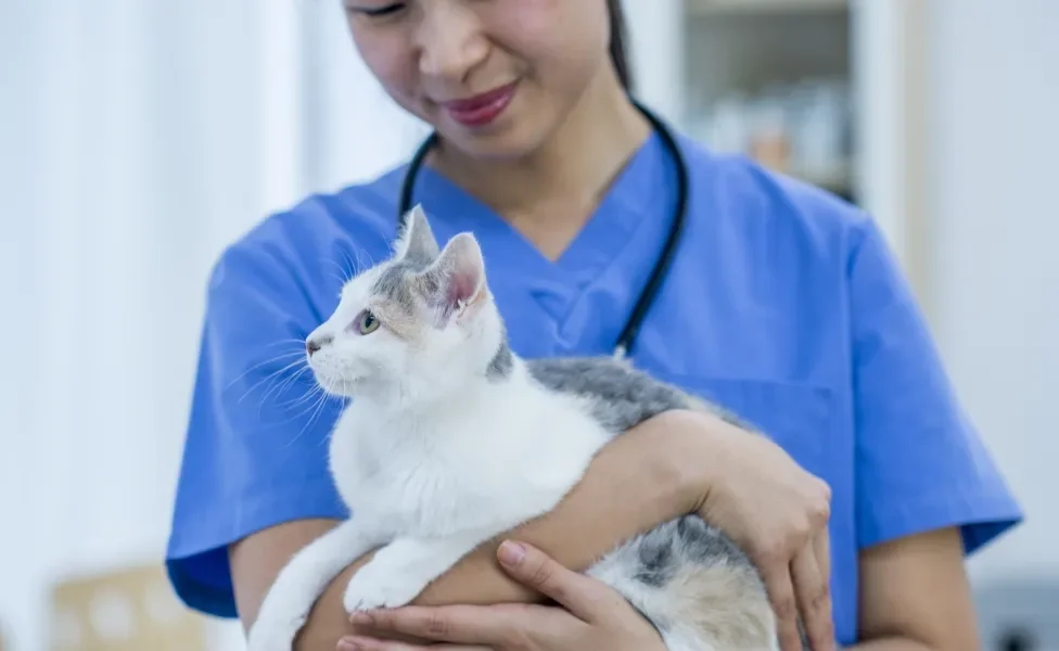 Veterinária asiática com uniforme azul segurando no colo gatinho branco e cinza
