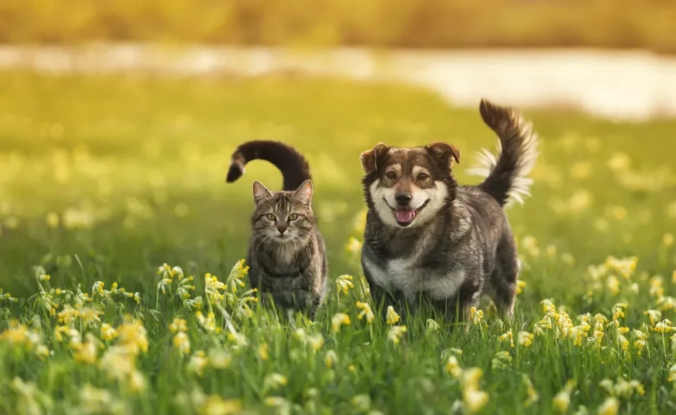 Cachorro e gato em campo florido