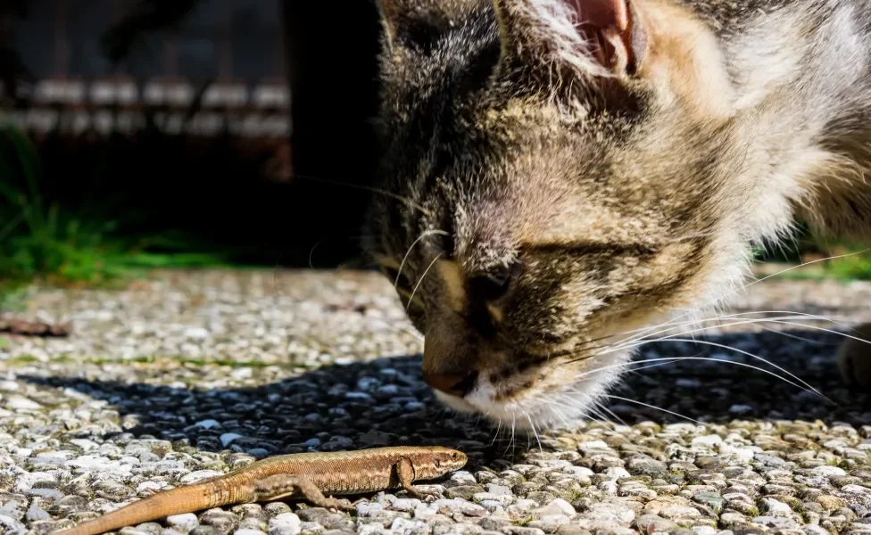 Gato cheirando lagartixa