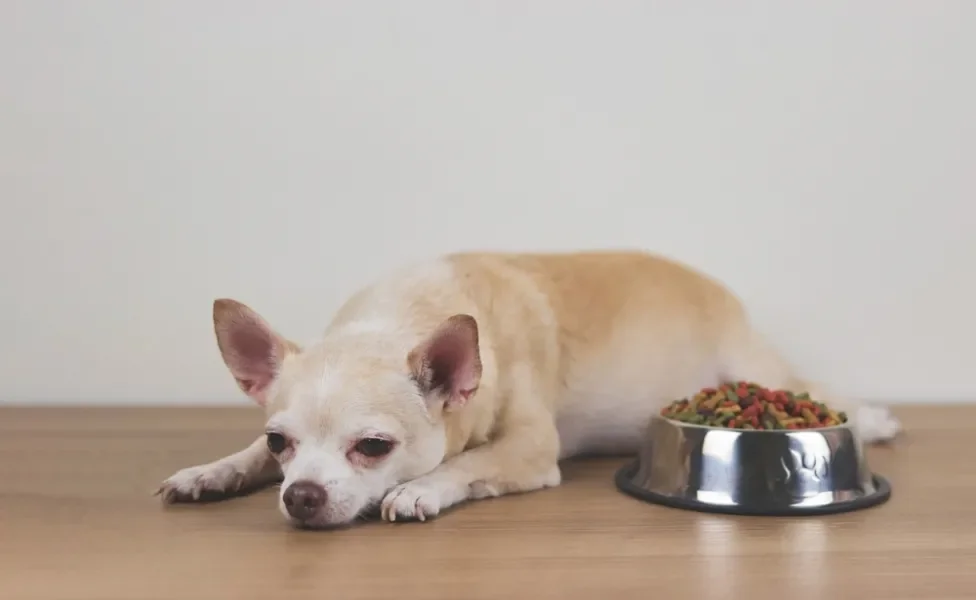 cachorro deitado do lado de pote de ração