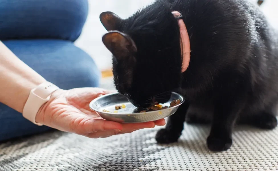 Tutora dando comida para gato preto no pratinho