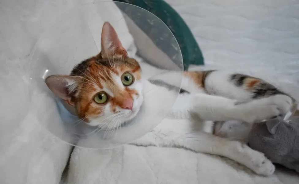 gata com colar elizabetano
