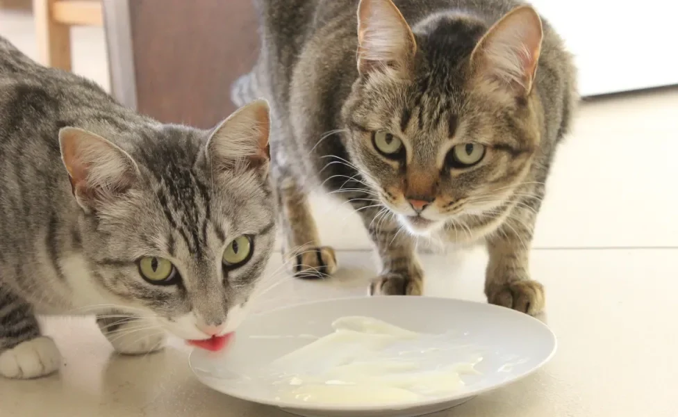 Dois gatos lambendo iogurte em um prato