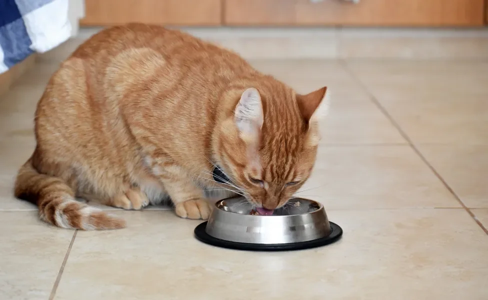 Gato laranja comendo em potinho