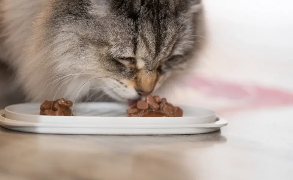 Gato comendo ração úmida em close