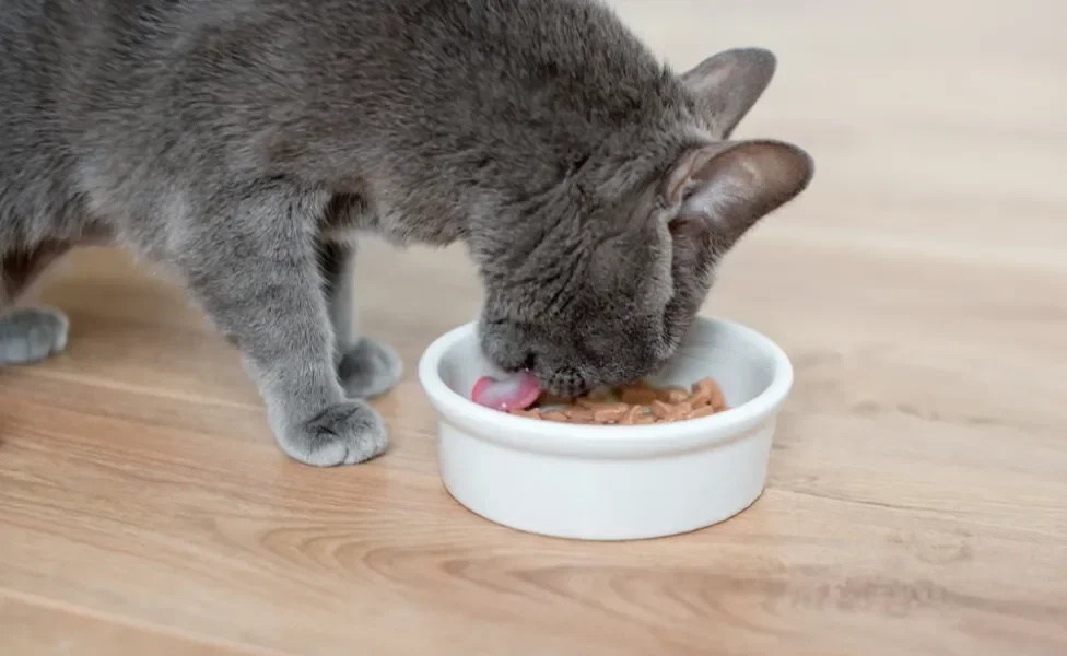 Gato cinza lambendo a comida dentro de potinho branco