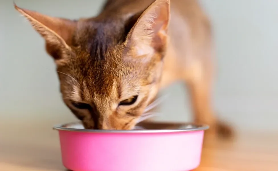 Gato marrom comendo em potinho rosa