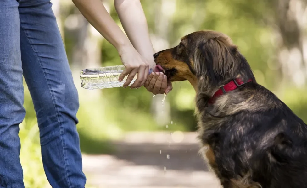 Tutora dando água para cachorro em passeio