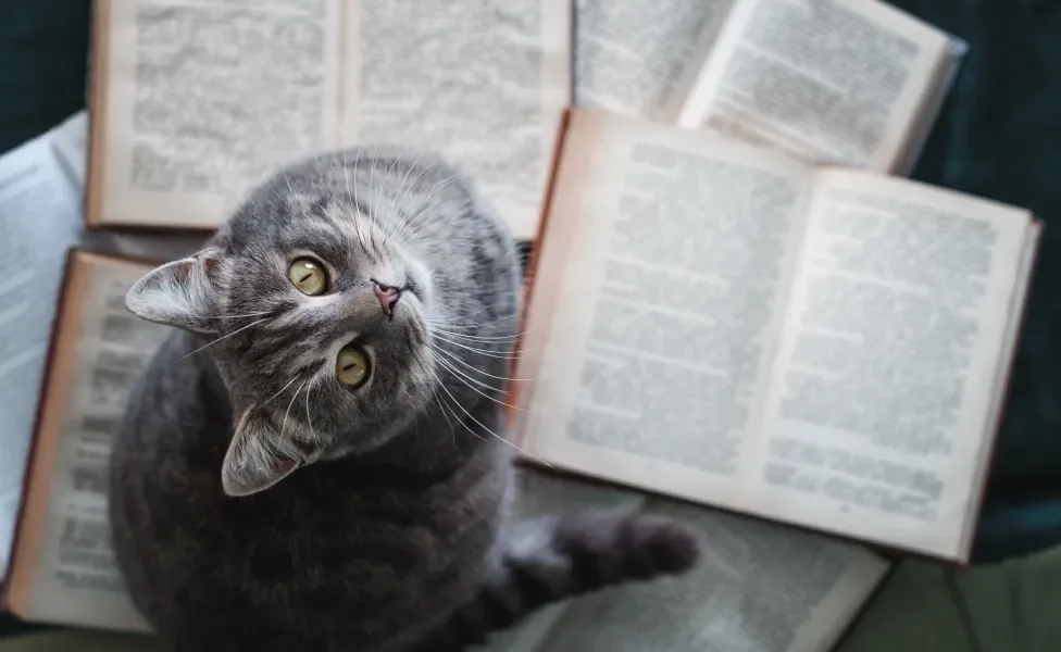 Gato rajado olhado de cima, sentado sobre livros abertos