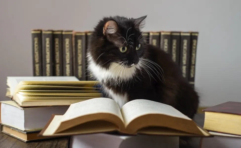 Gato branco e preto no meio de livros