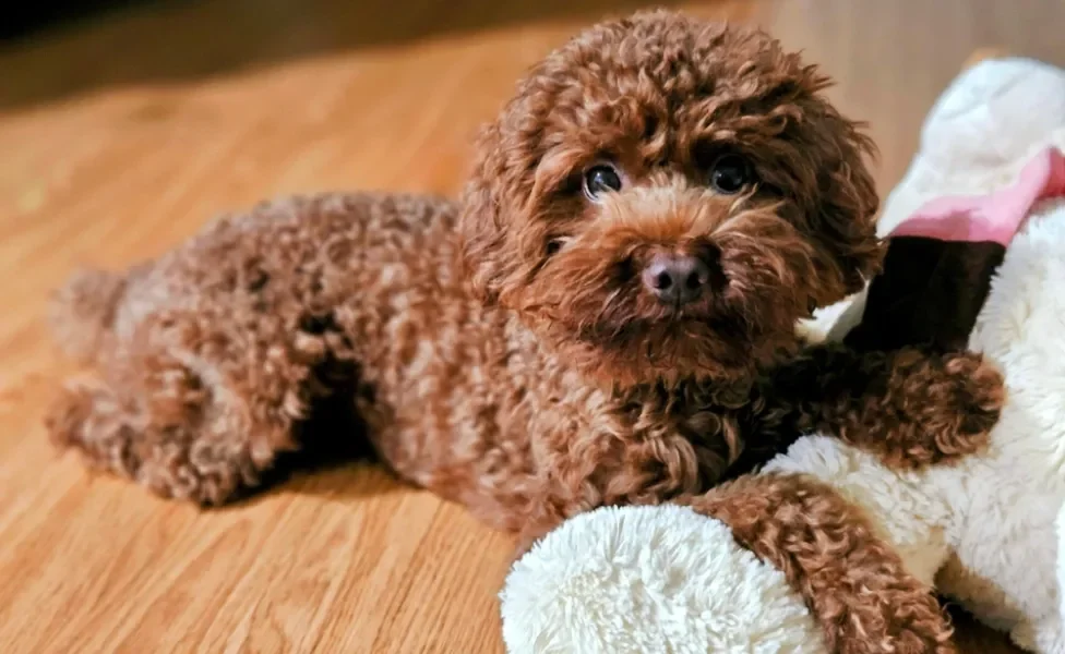poodle anão deitado no chão