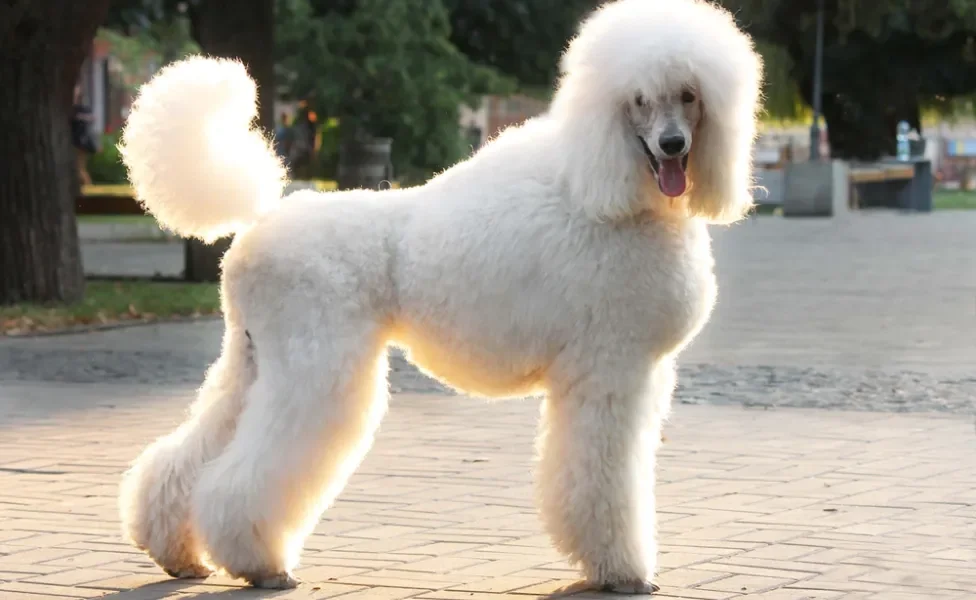poodle gigante ao ar livre