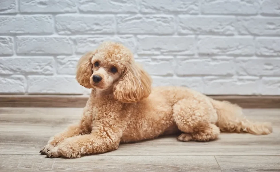 poodle médio deitado no chão