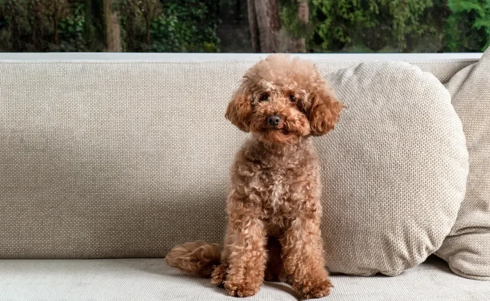 Poodle sentado em sofá