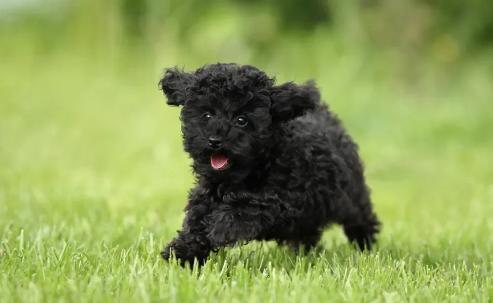 cachorro poodle toy preto ao ar livre