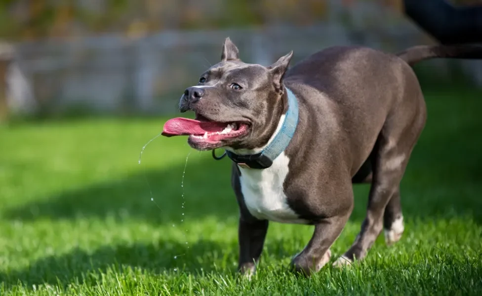 Cachorro correndo na grama