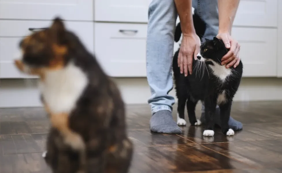 Dois gatos em ambiente interno com tutor