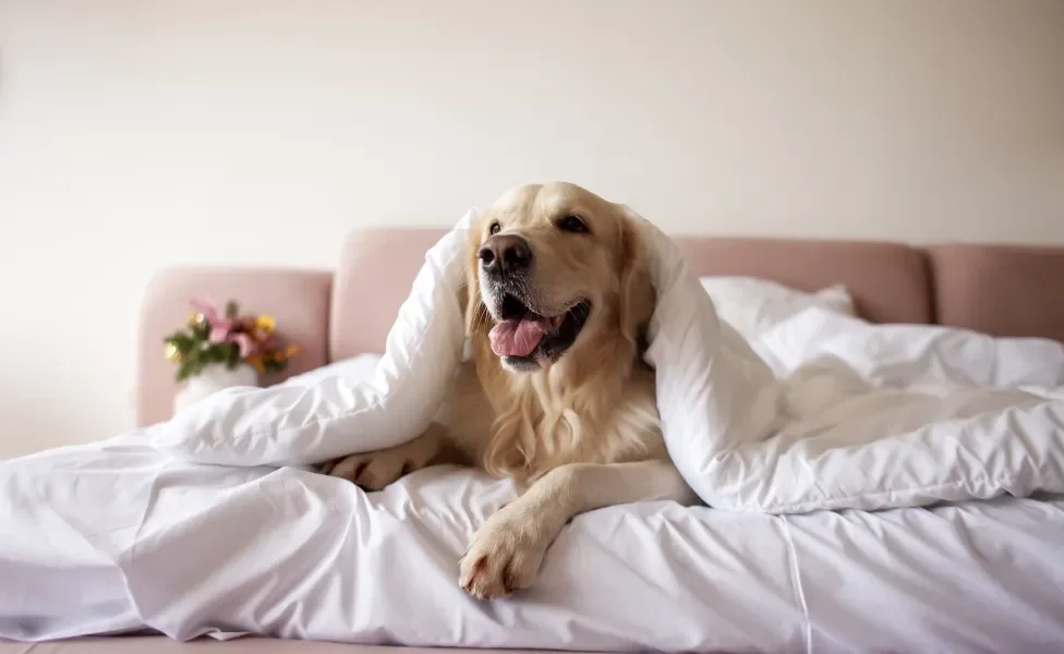 Cão Golden Retriever deitado em cama com uma coberta branca por cima de sua cabeça com semblante alegre