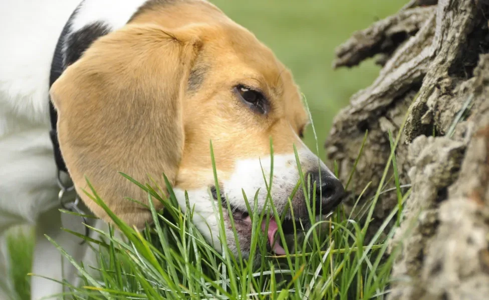 Cão Beagle lambendo grama