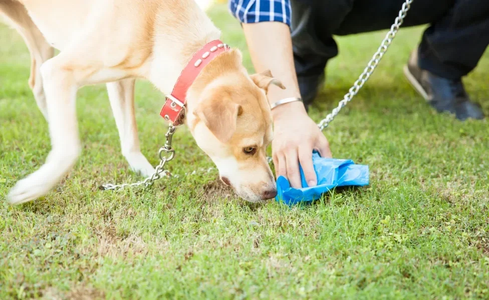 Tutor recolhendo cocô de cachorro em gramado