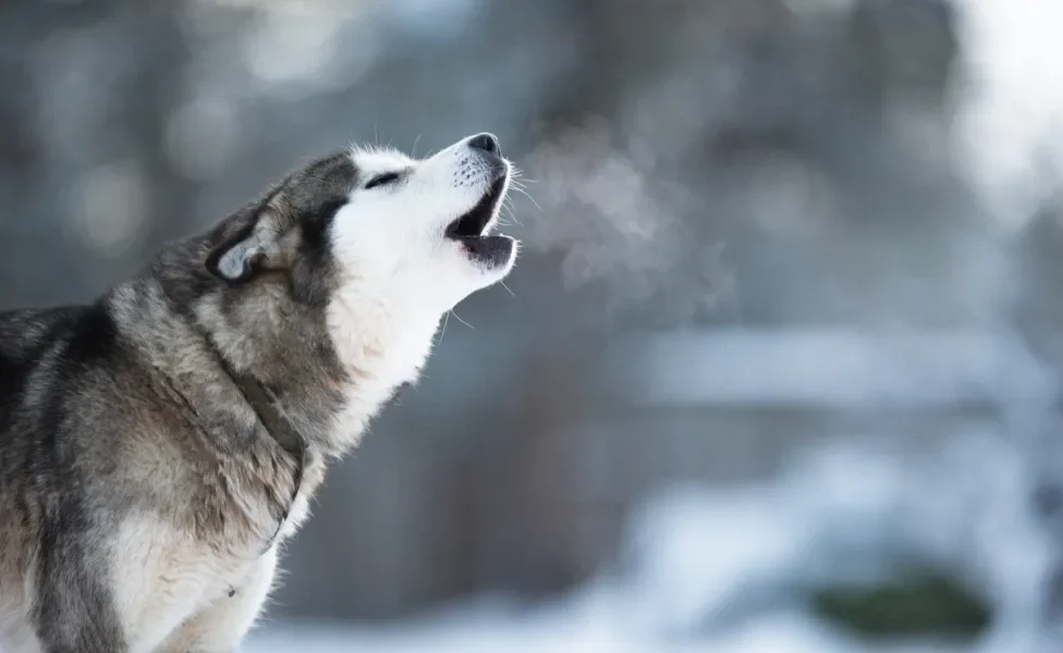 Cachorro uivando no inverno