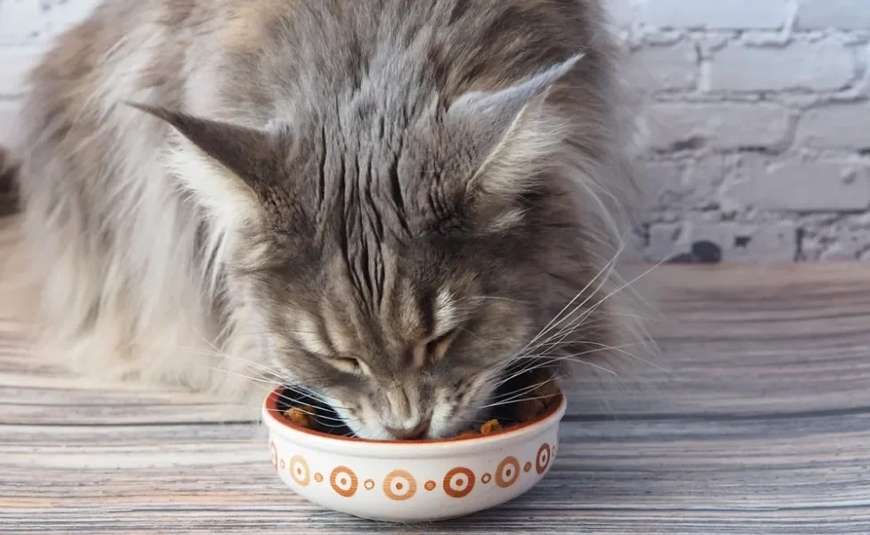Gato cinzento comendo em pote de ração