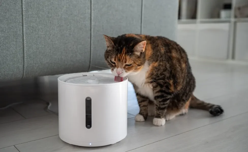 Gato rajado tomando água em fonte de água para gatos