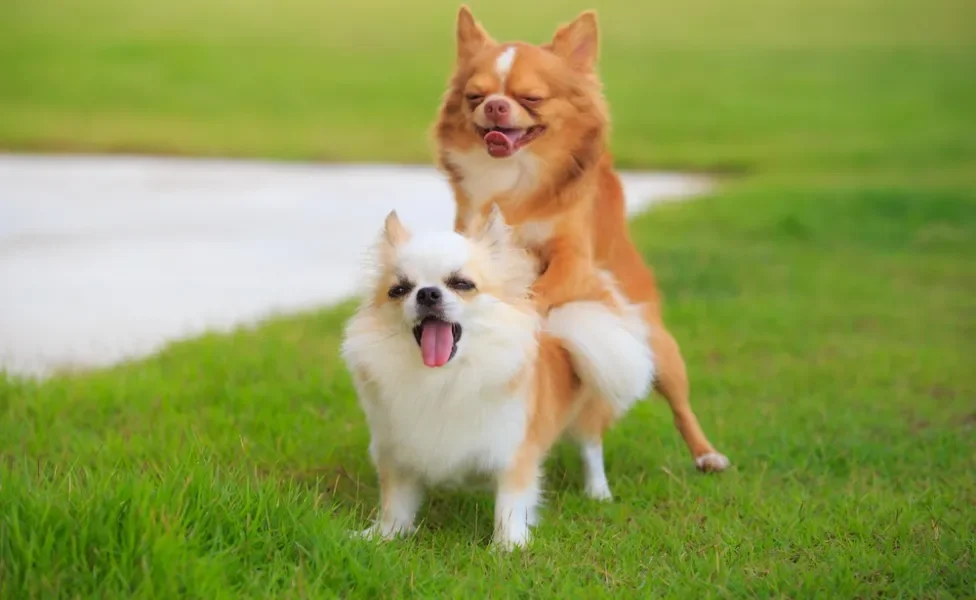 Cachorro montado em cadela
