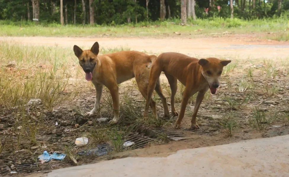 cachorros de bumbum colado