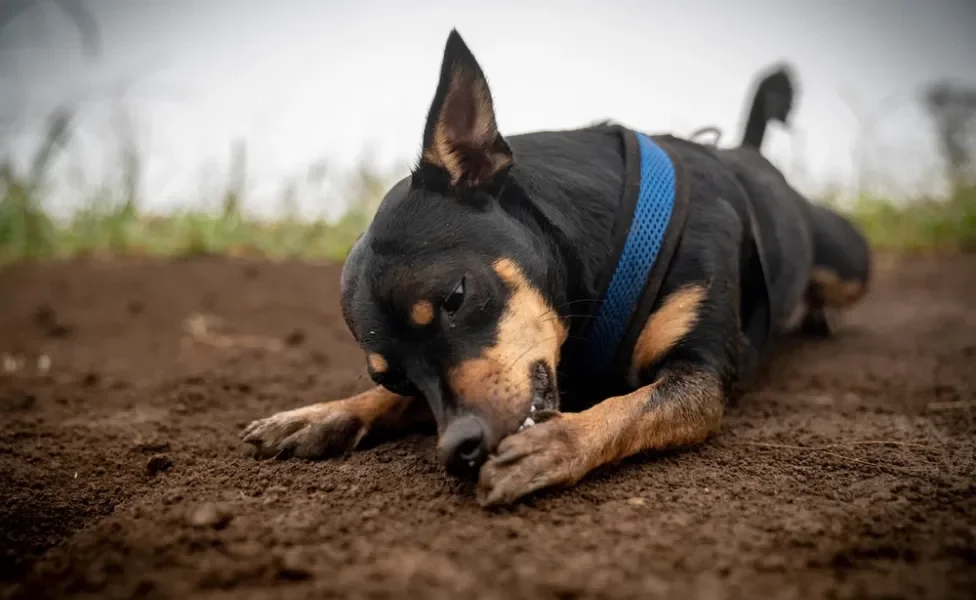 cachorro lambendo a pata deitado