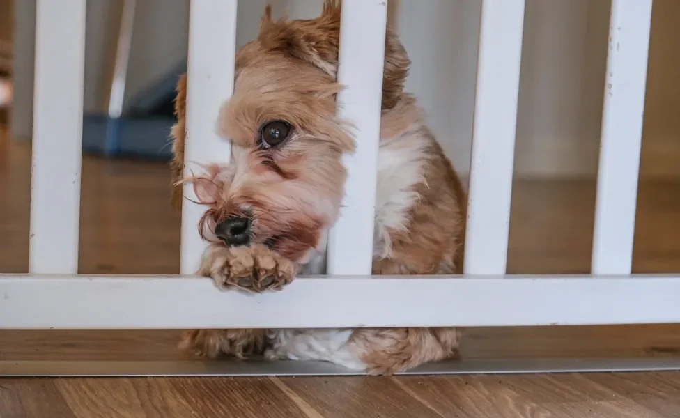 Cachorrinho entre grades de portão branco