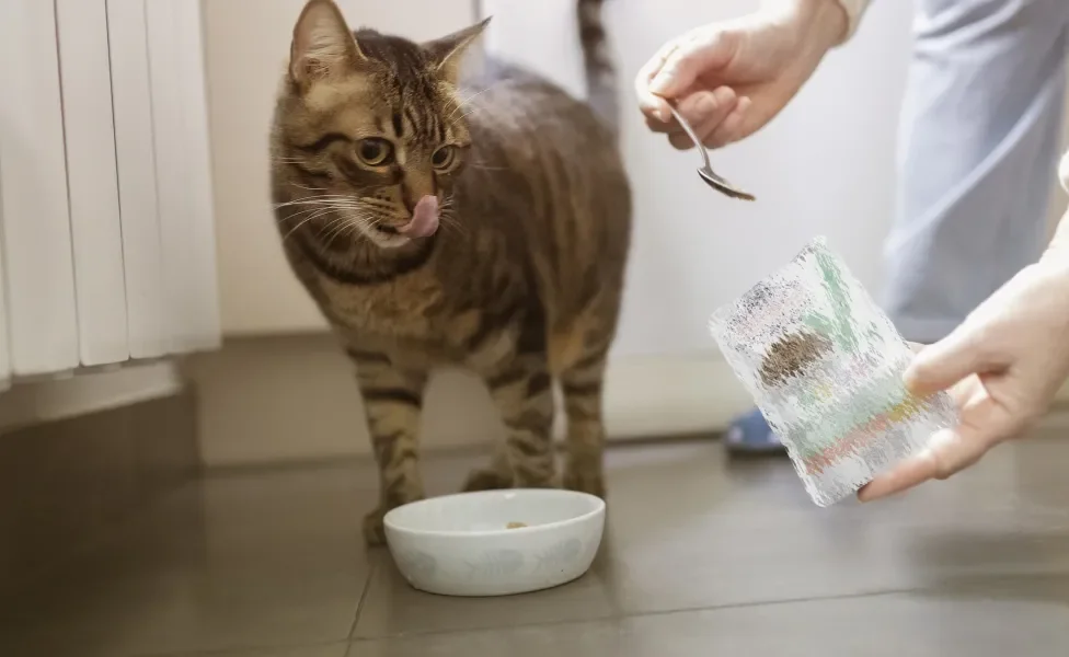 Tutor servindo sachê no pote para um gato trigado