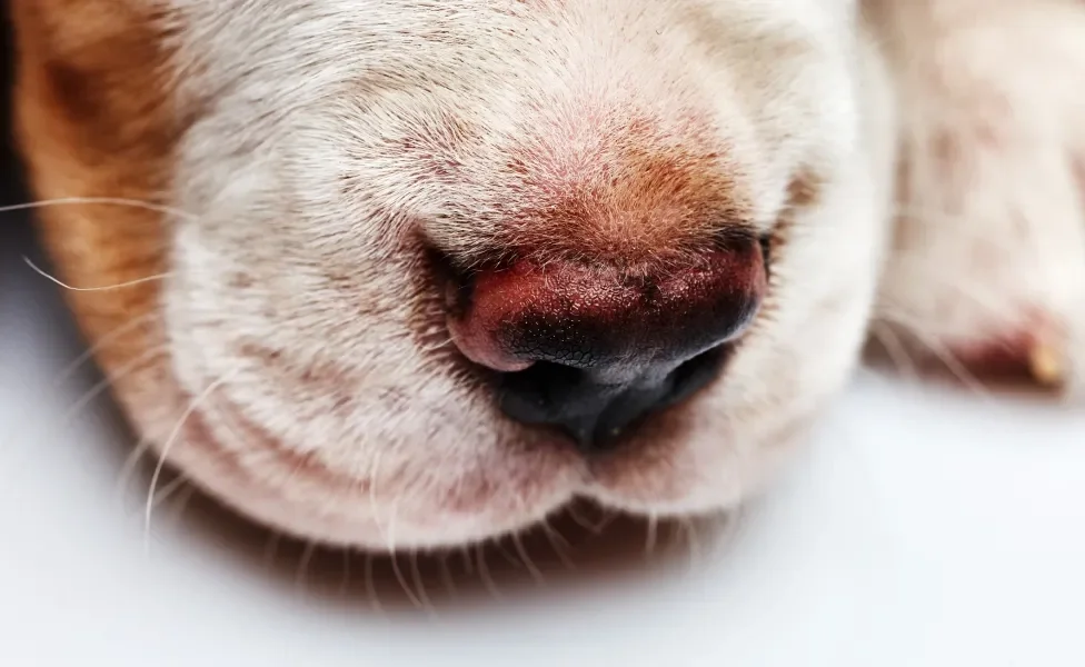 Focinho de cão em destaque