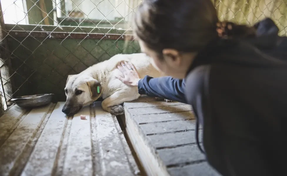 Humana tentando ajudar cachorro abatido