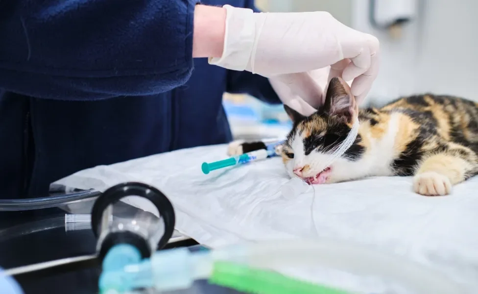Gato sendo tratado em consultório médico por veterinário