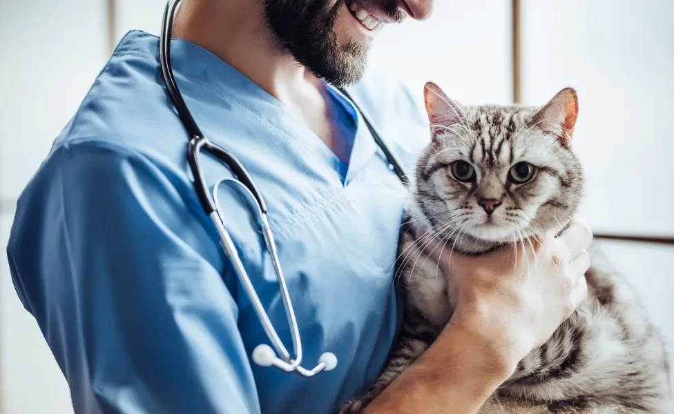 Gato fofo sendo acariciado por veterinário em clínica