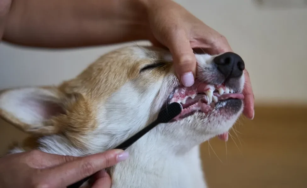 Tutora escovando os dentes de cachorro Corgi