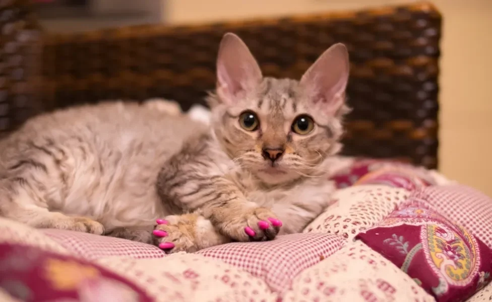 gato com protetor de unhas deitado