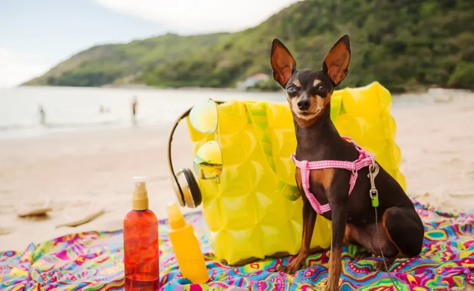 cachorro sentado em cima de canga na praia